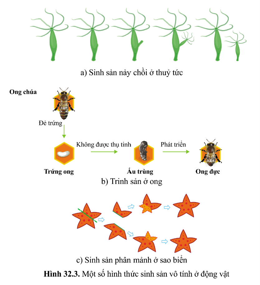 Sinh sản vô tính là gì