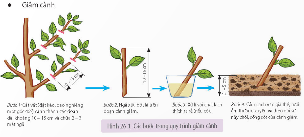 Sinh sản vô tính là gì