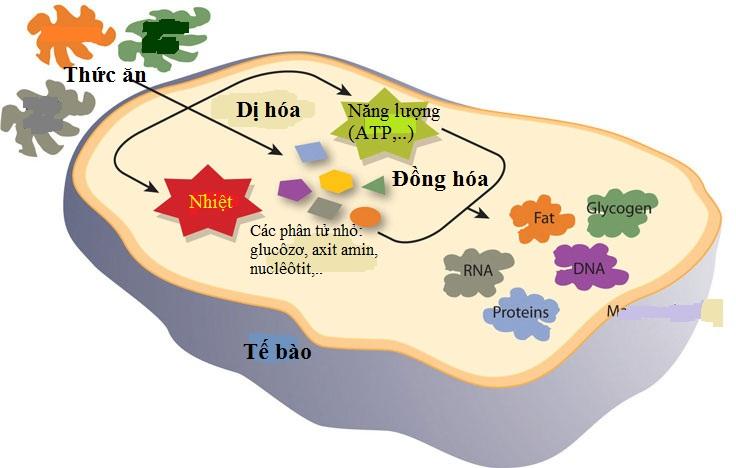 Vi sinh vật là gì