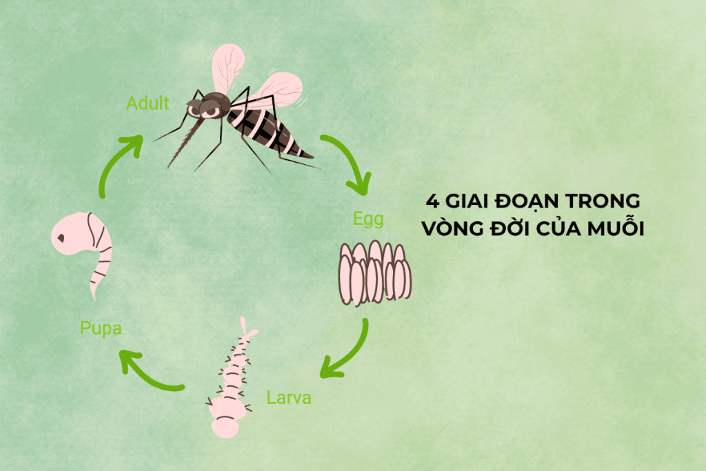 Vòng đời của muỗi