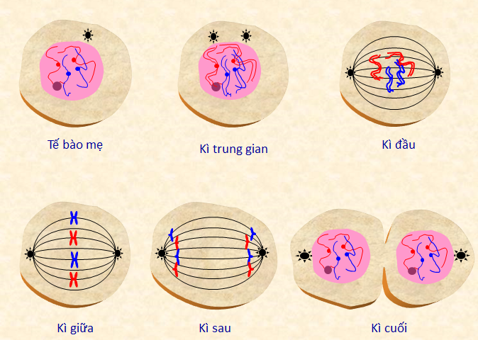 Sinh sản vô tính là gì