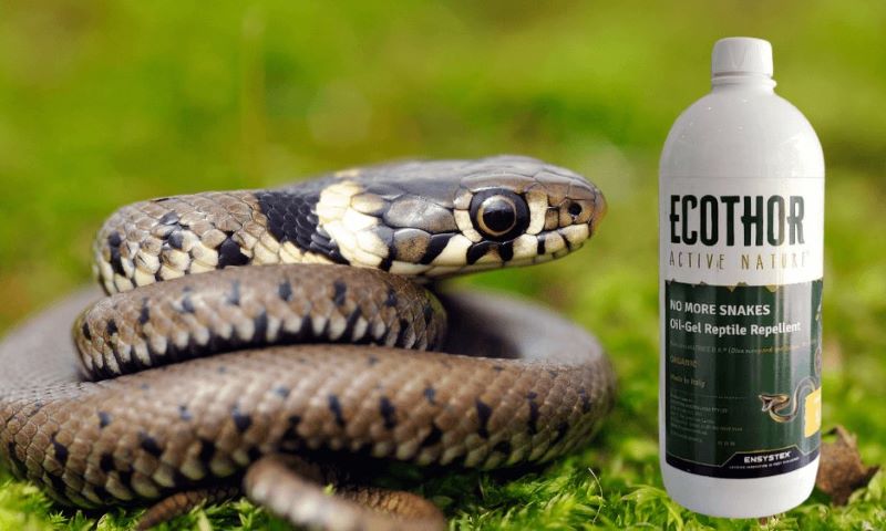 Thuốc diệt rắn Ecothor