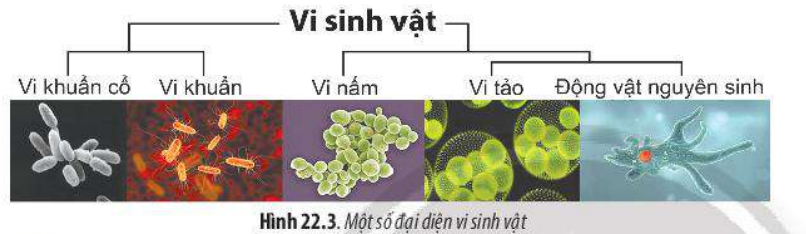 Vi sinh vật là gì