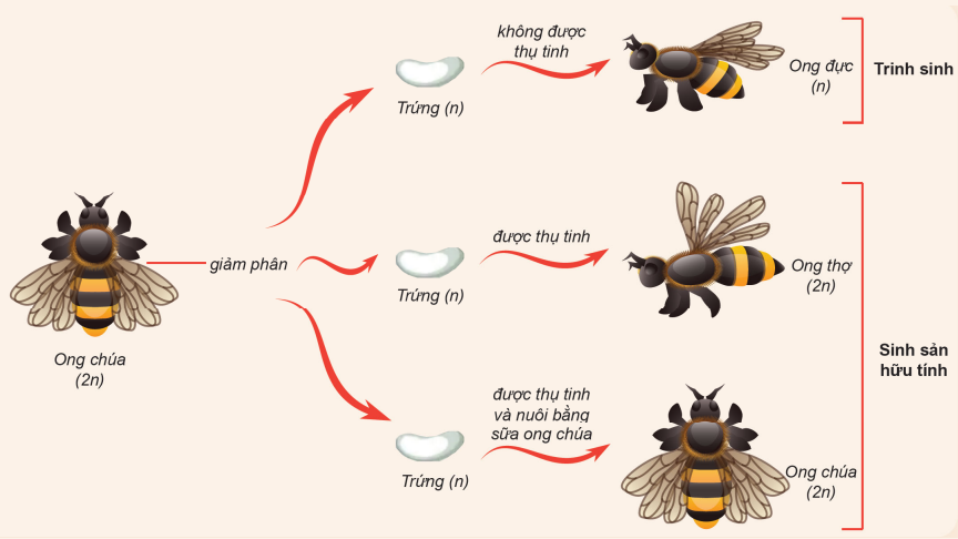 Sinh sản vô tính là gì