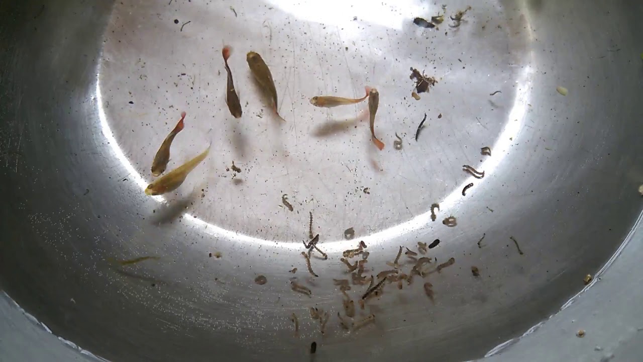 vòng đời của muỗi