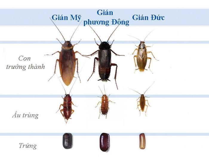 Gián Đức và gián thông thường