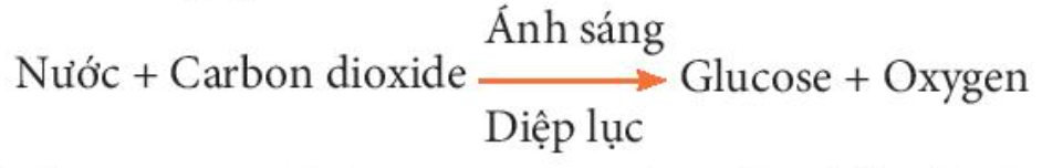 Quang hợp là gì