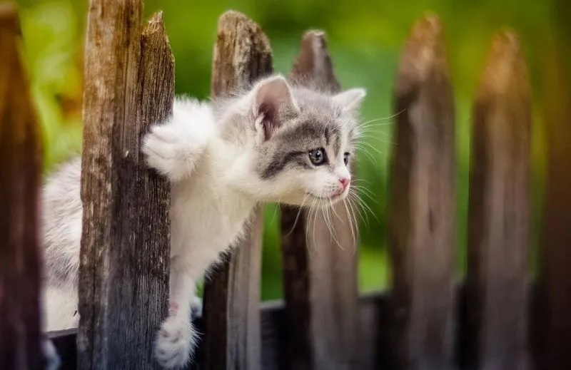 Mèo hàng xóm vào nhà tốt hay xấu