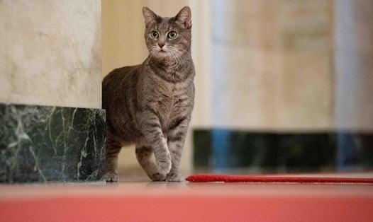 Mèo hàng xóm vào nhà tốt hay xấu