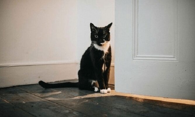 Mèo hàng xóm vào nhà tốt hay xấu
