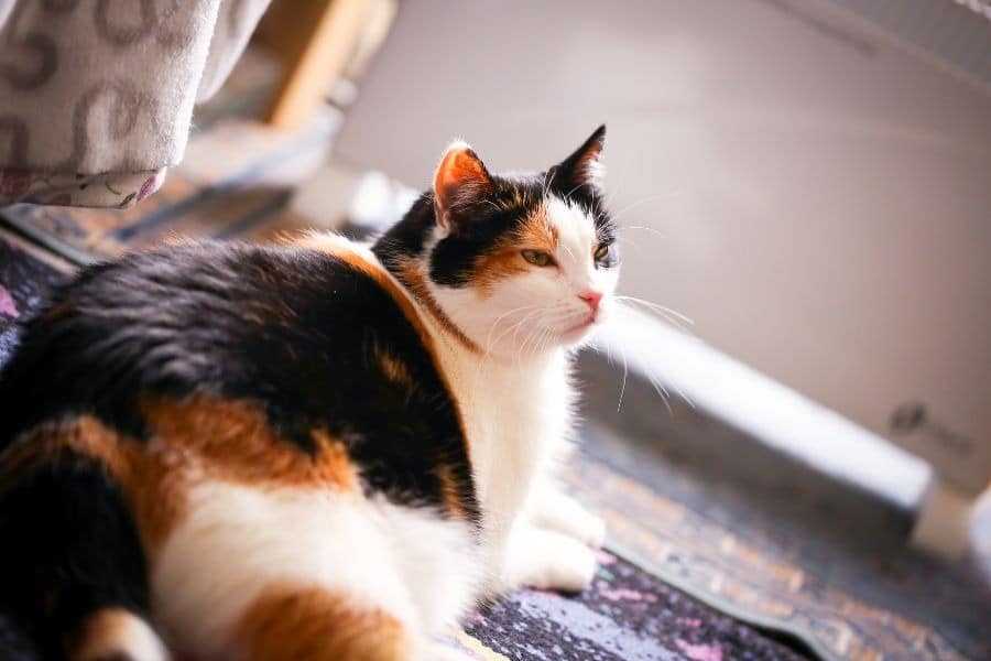 Mèo hàng xóm vào nhà tốt hay xấu