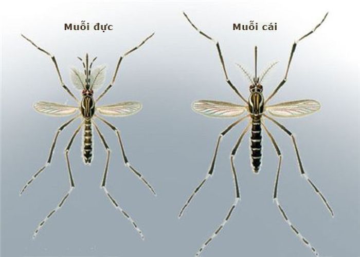 Muỗi đực có hút máu không