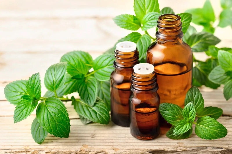 Rệp giường sợ mùi gì
