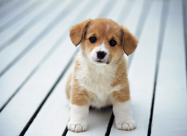 ve chó có sống trên tóc người không