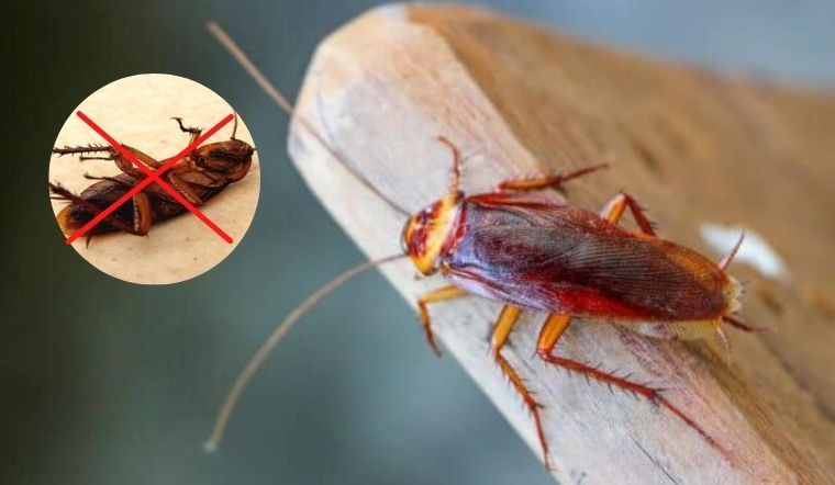 Thuốc diệt gián tận gốc​