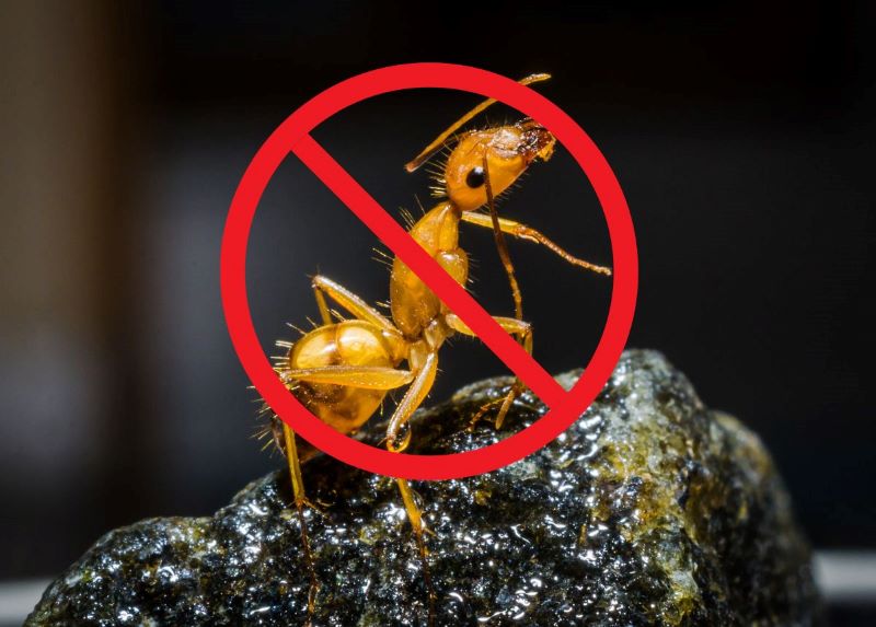 Thuốc diệt kiến tận gốc​