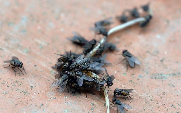 Thuốc diệt ruồi không độc hại