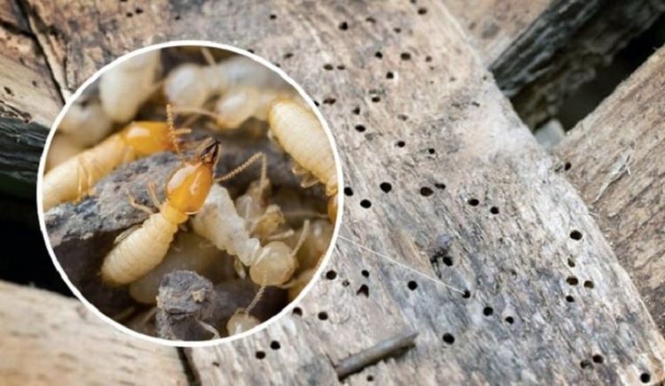 Thuốc trị mọt gỗ