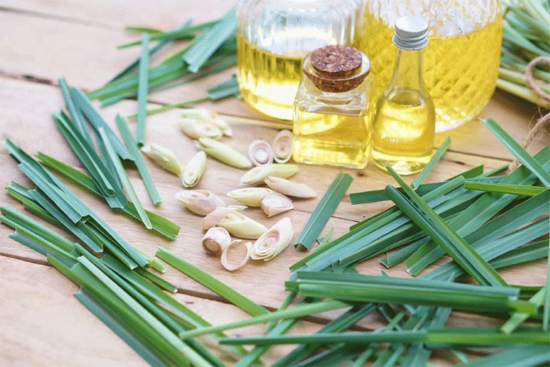 Tinh dầu sả đuổi rắn