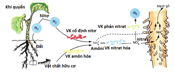 Sinh sản vô tính là gì