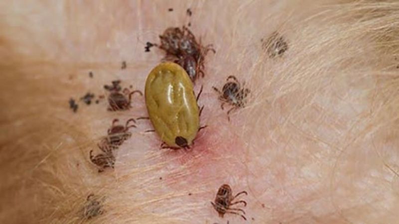 ve chó có sống trên tóc người không