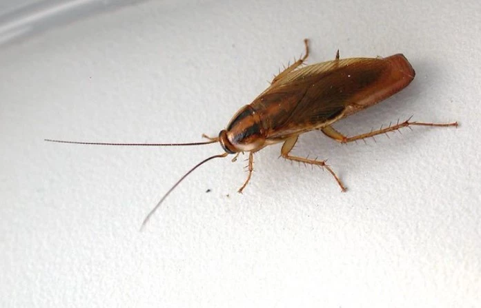 Thuốc diệt gián sinh học​