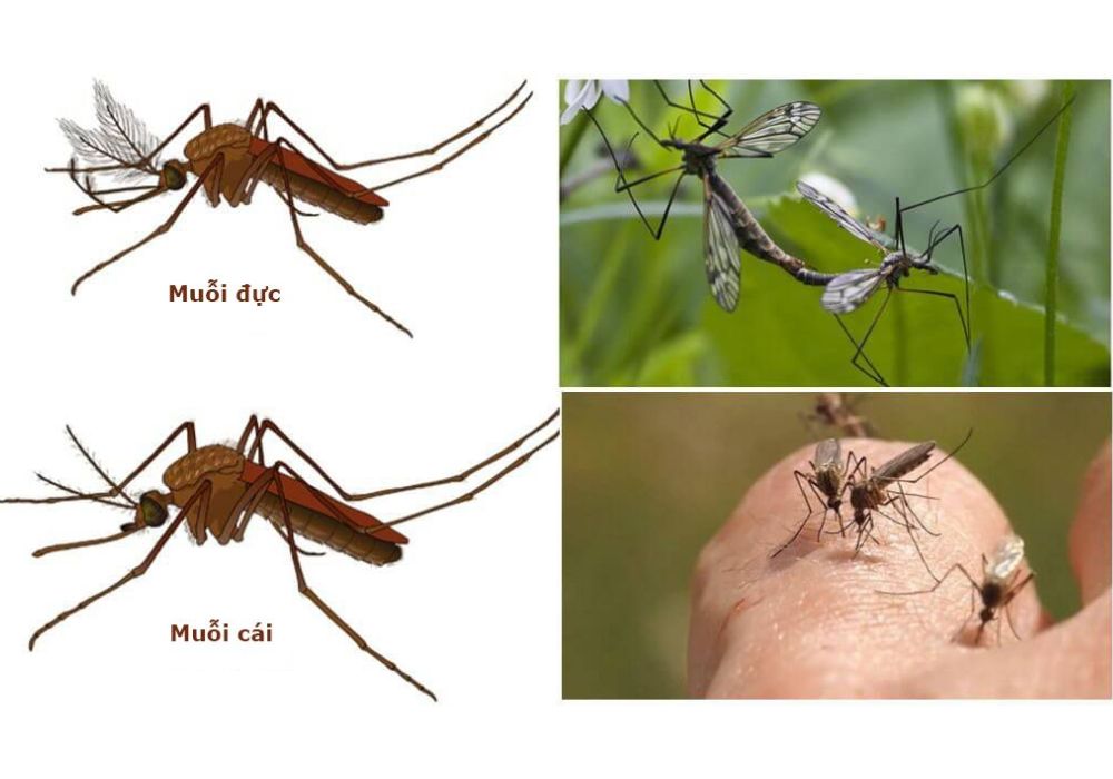 Muỗi đực có hút máu không