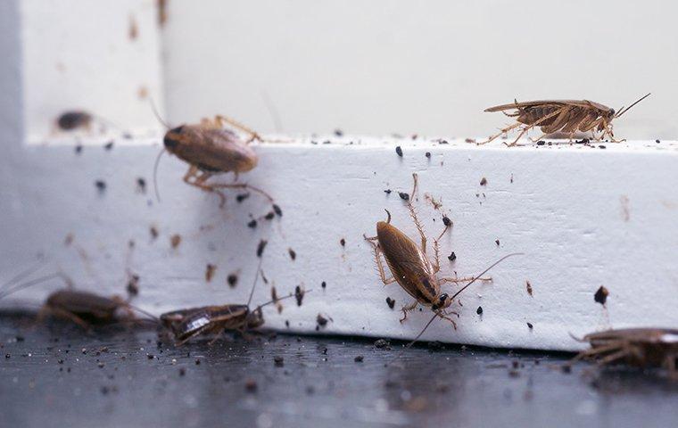 Vì sao nhà có nhiều gián