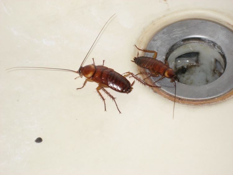 Vì sao nhà có nhiều gián