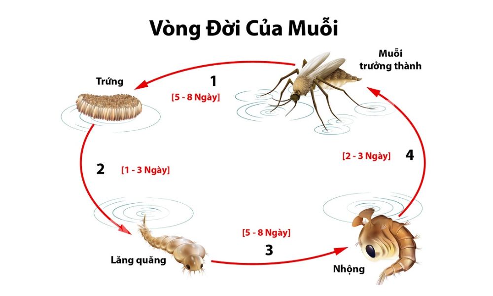 Vòng đời của muỗi