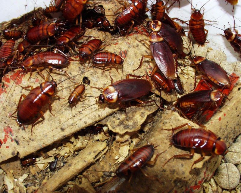 Thuốc diệt gián Đức​
