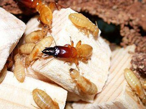 Thuốc diệt kiến gián tận gốc​