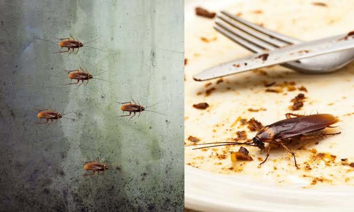 Thuốc diệt kiến gián​