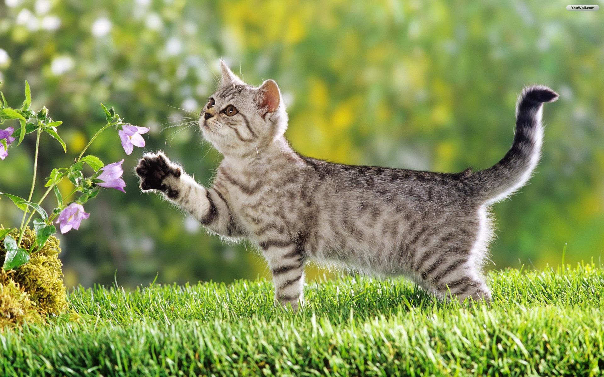 Mèo hàng xóm vào nhà tốt hay xấu