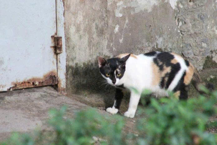 Mèo hàng xóm vào nhà tốt hay xấu