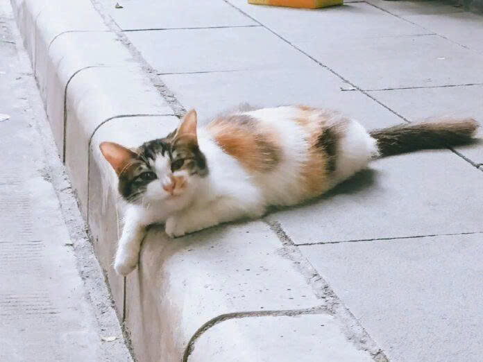 Mèo hàng xóm vào nhà tốt hay xấu